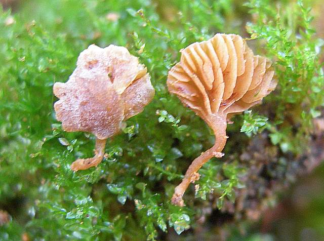 Galerina subexcentrica  spec.nov.